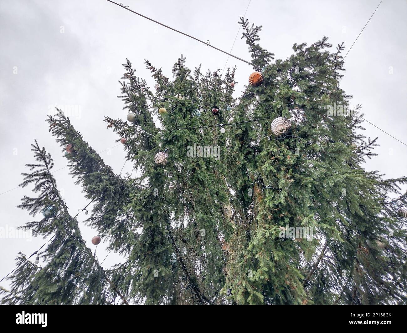Big natural Christmas tree in Baia Mare city, Romania Stock Photo Alamy