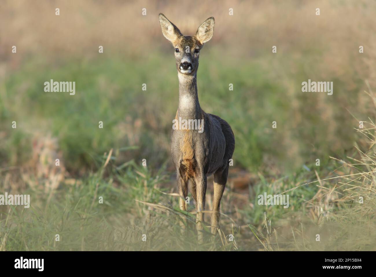 Beautiful roe deer doe hi-res stock photography and images - Alamy