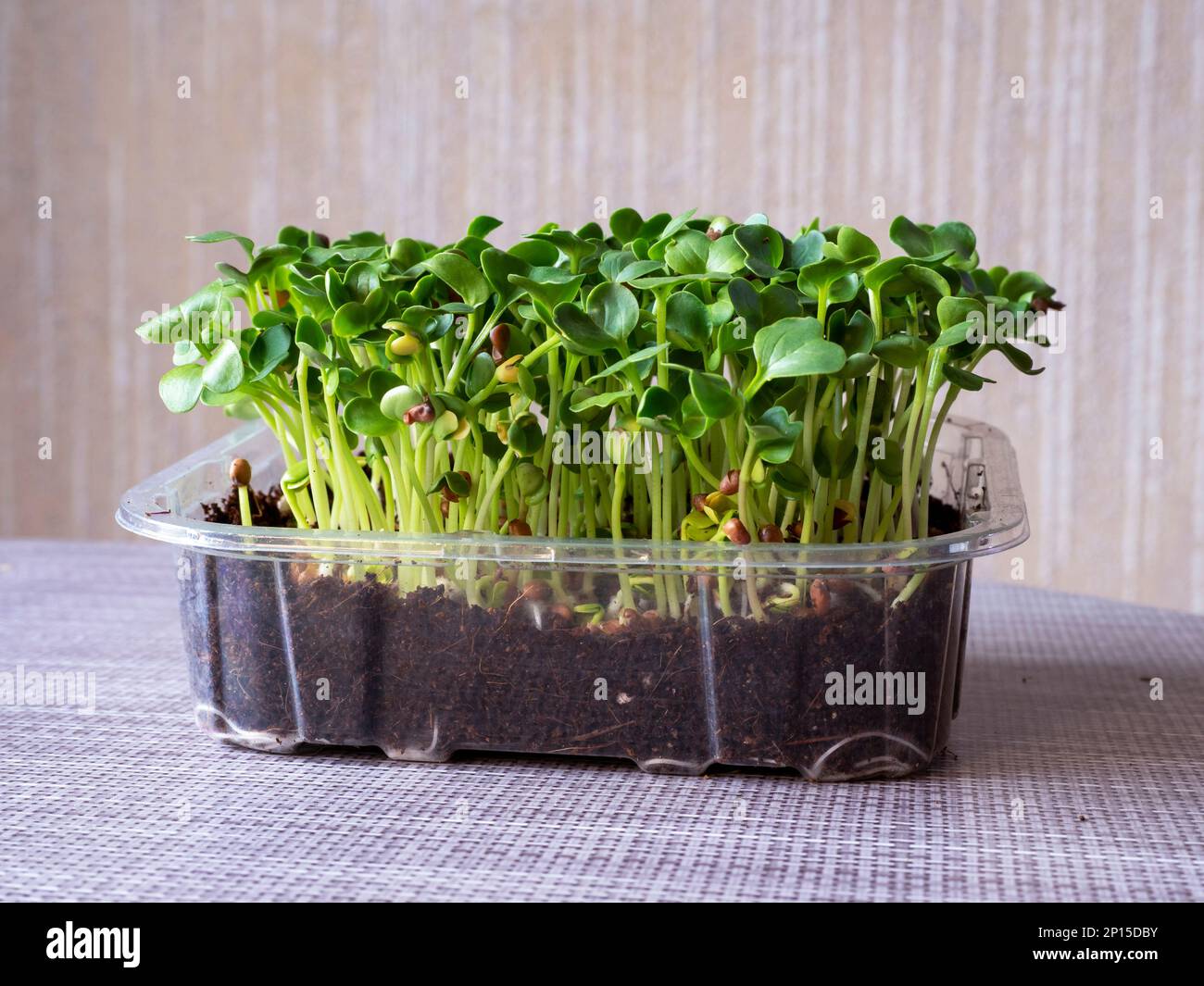 Radish Daikon microgreens growing in a plastic punnet Stock Photo