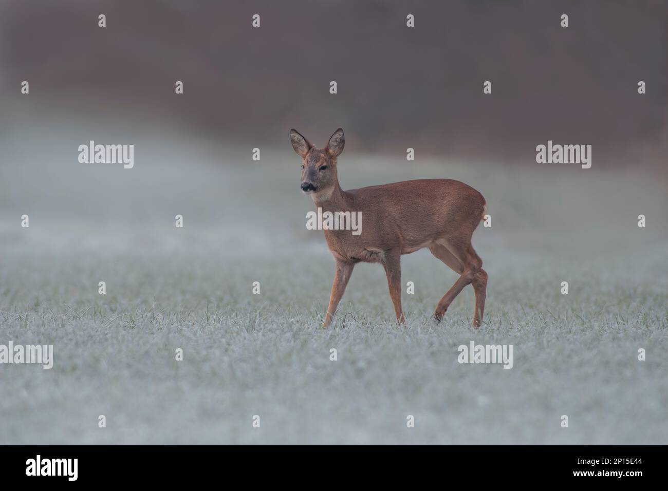 a adult roe deer doe stands on a frozen field in winter Stock Photo - Alamy
