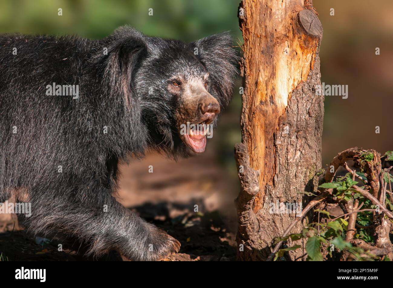 a big sloth bear in a forest shows his teeth Stock Photo Alamy