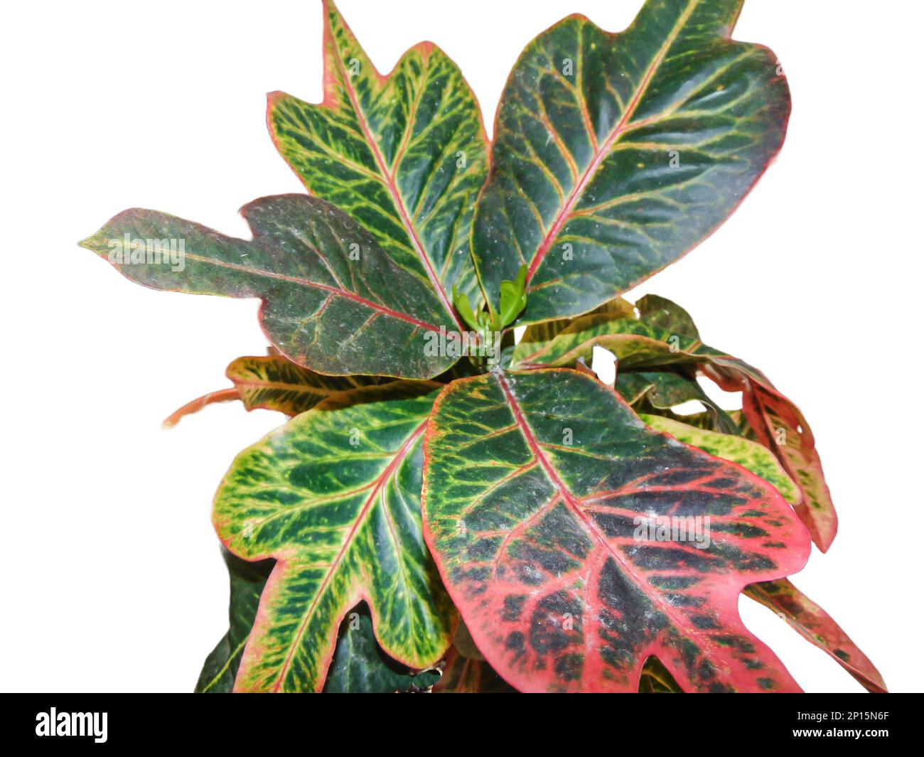 Variegated Croton plant isolated on white. Codiaeum variegatum Stock Photo