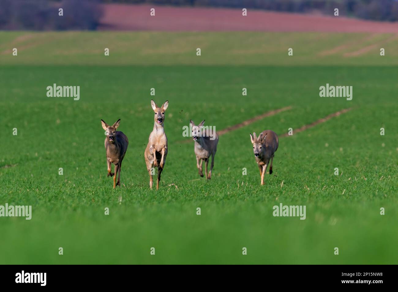 group of deer in a field in spring Stock Photo Alamy