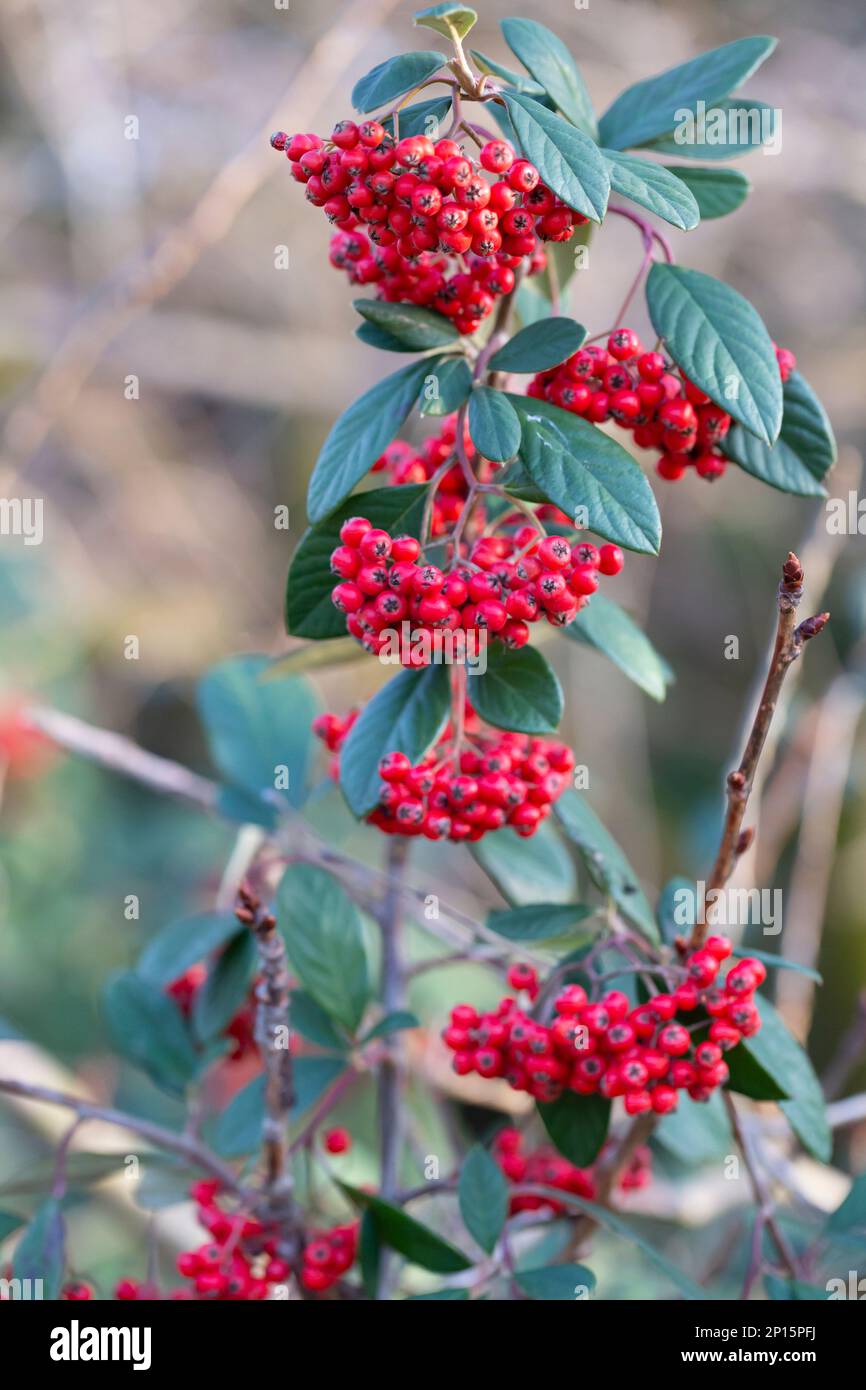 Cotoneaster coriaceus ornamental plant with red fruits and dark green foliage. autumn background with ripe red berries Stock Photo