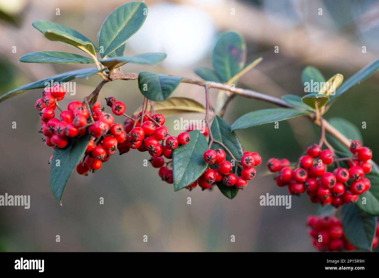 Cotoneaster coriaceus ornamental plant with red fruits and dark green foliage. autumn background with ripe red berries Stock Photo