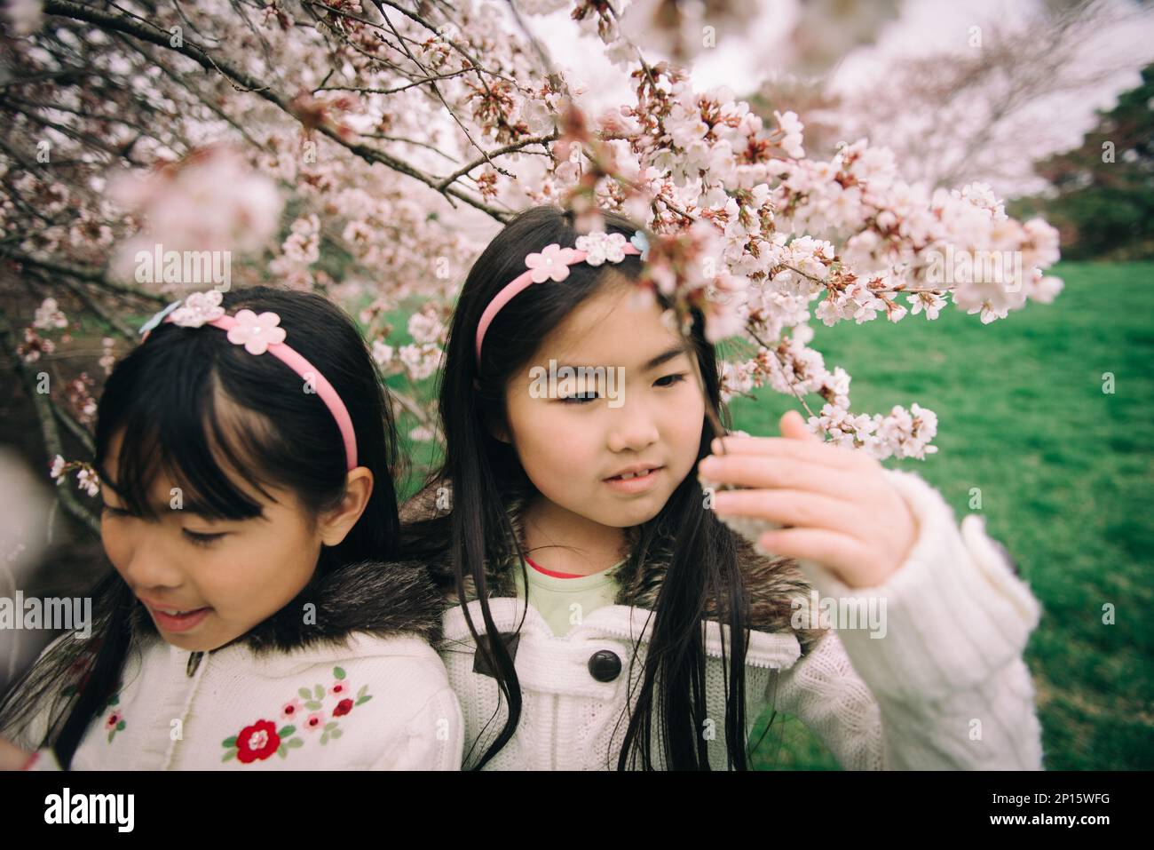 Two young asian girls under cherry blossom tree in spring Stock Photo ...