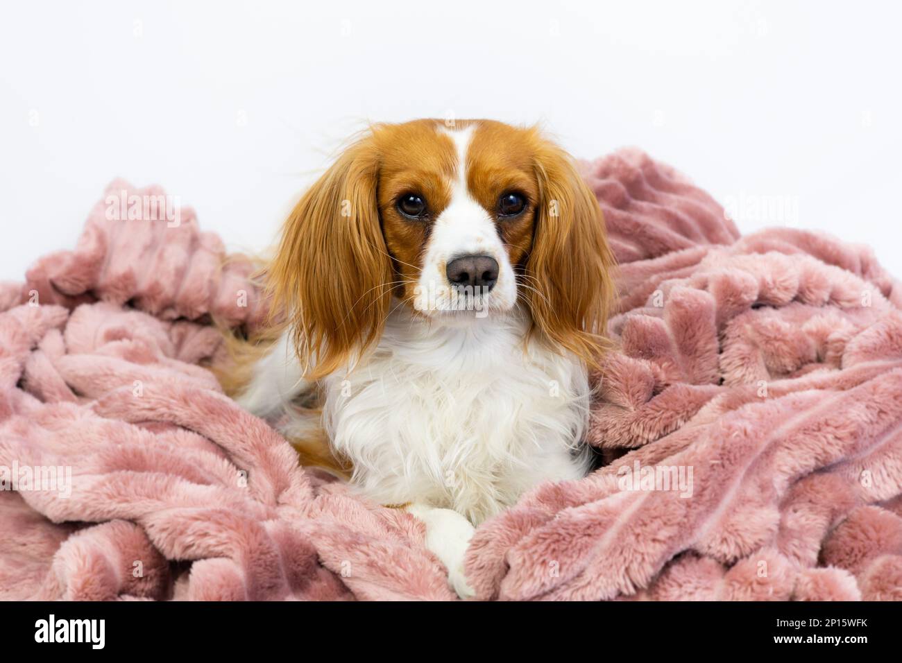 Adorable domestic Cavalier King Charles Spaniel pet. Sweet female dog