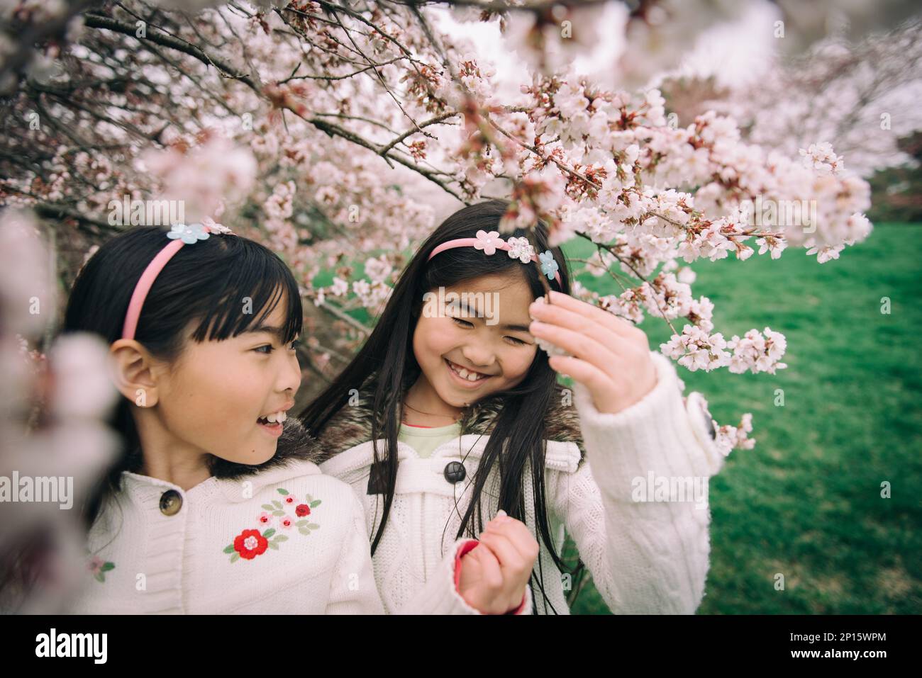 Two young asian girls under cherry blossom tree in spring Stock Photo ...