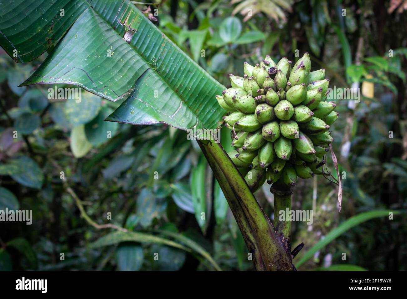 Musa monticola which is a species of wild banana, native to Sabah, Malaysia Stock Photo