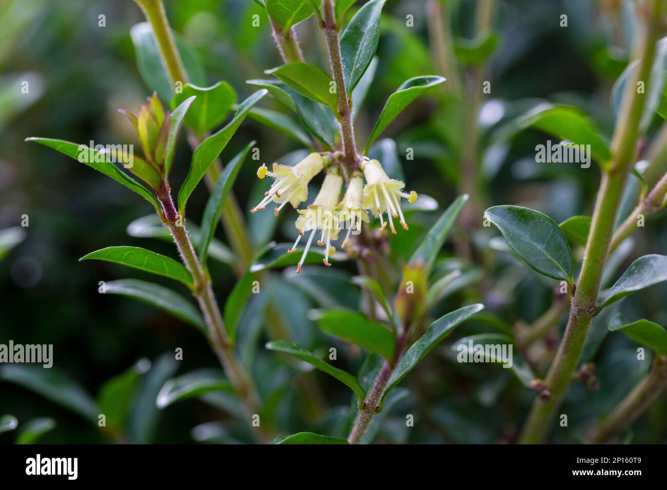 Box-leaved honeysuckle branch - Latin name - Lonicera ligustrina var. pileata Lonicera pileata Stock Photo