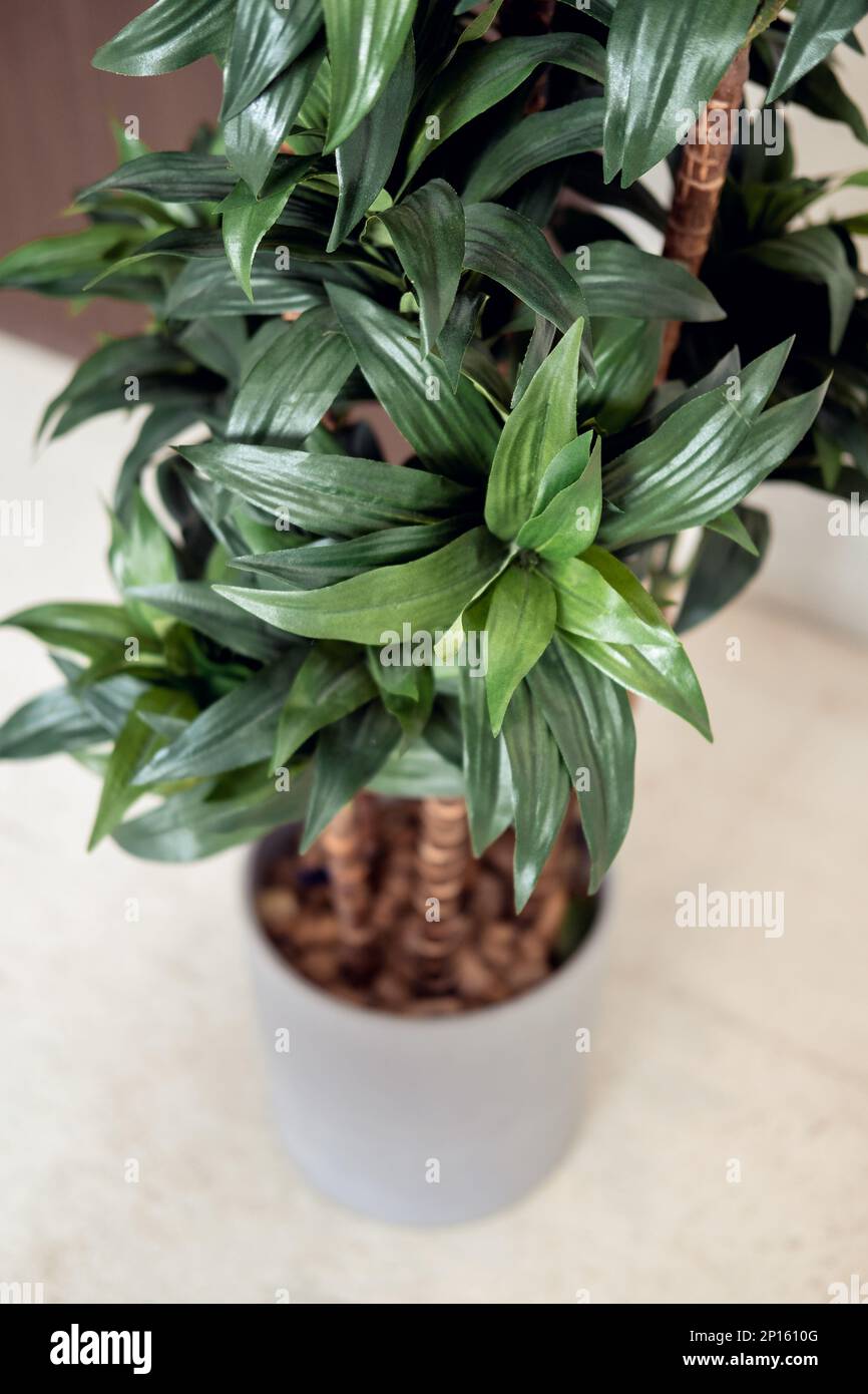 dracaena leaves close-up in a pot Stock Photo