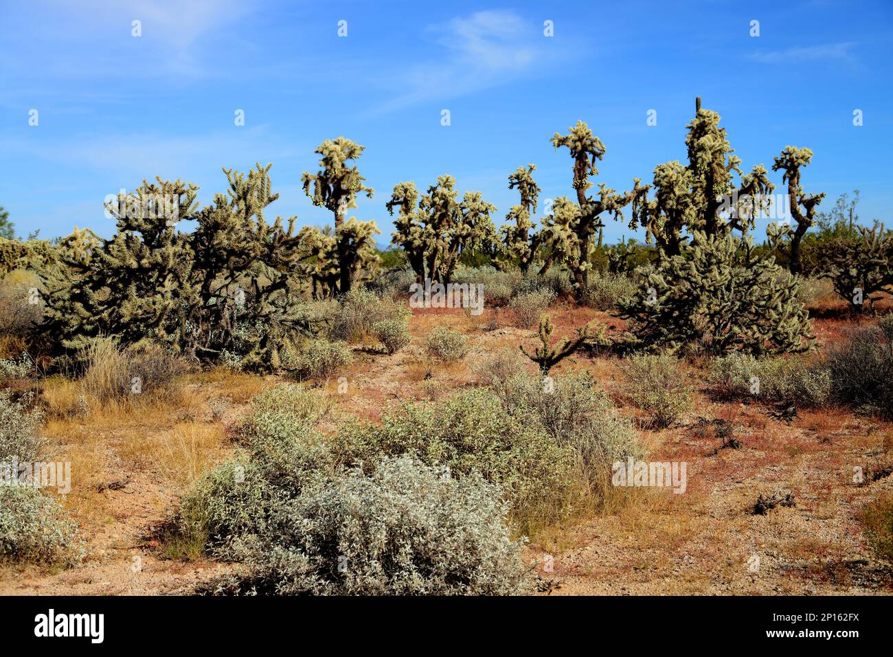 Cholla cactus Sonora desert mid summer Arizona Stock Photo