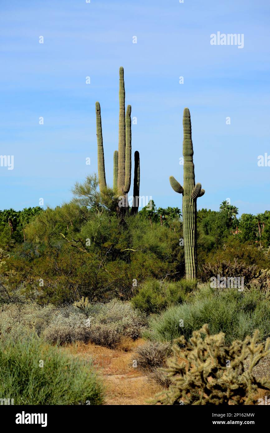 The Sonora desert in central Arizona USA with saguaro and cholla cactus Stock Photo