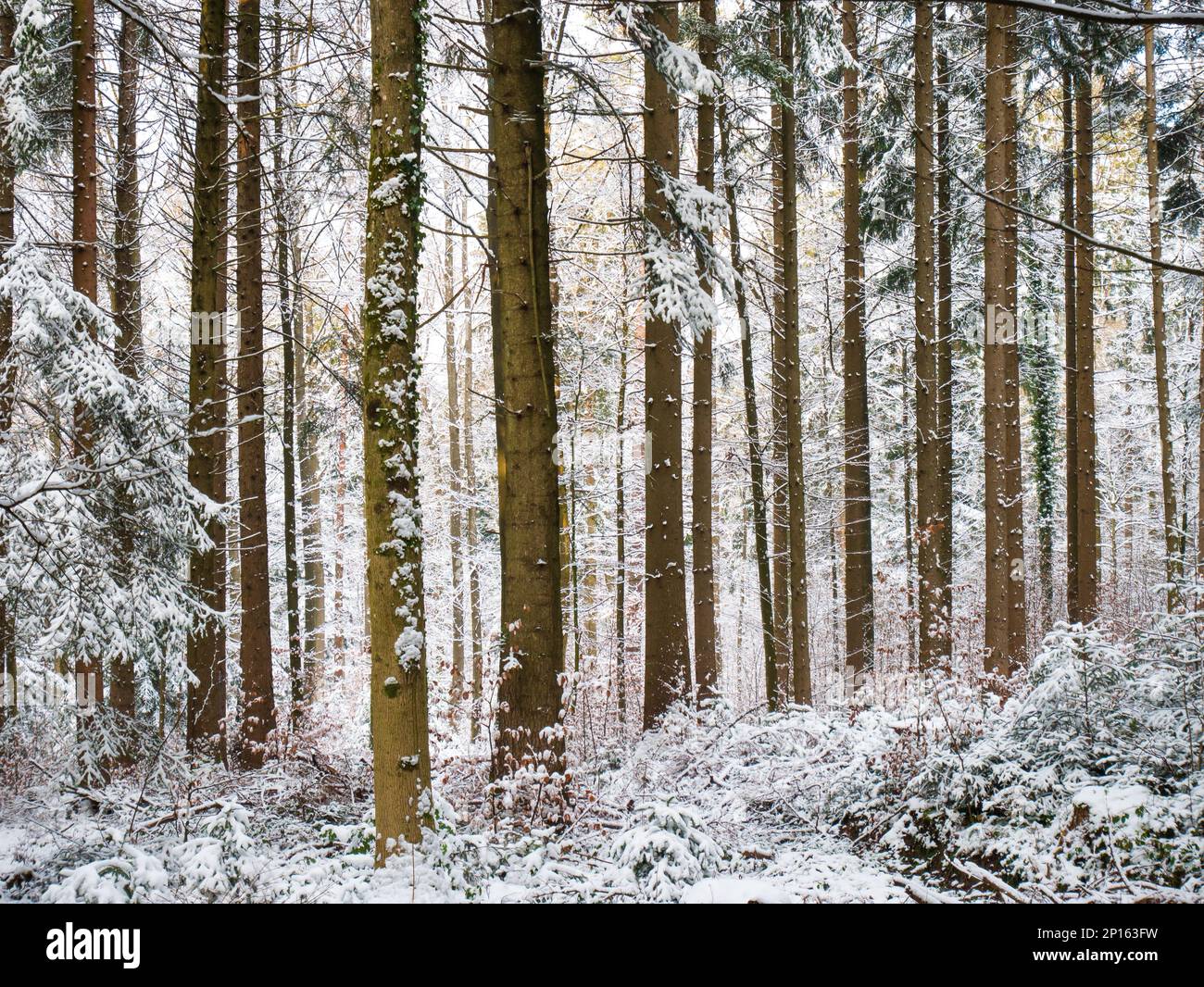 Snowy forest low angle hi-res stock photography and images - Alamy