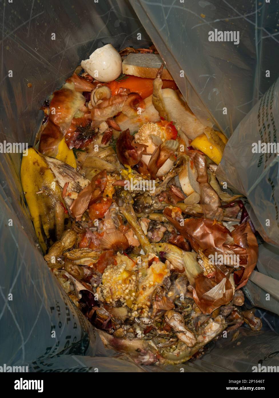 Pile of spoiled food waste in big plastic bag being collected for
