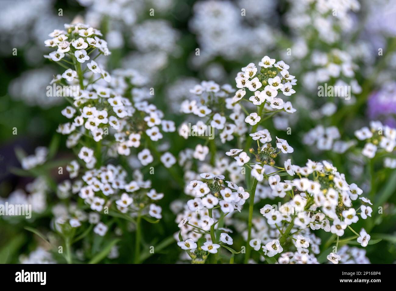 Alyssum white purple small flowers in the garden design Stock Photo - Alamy