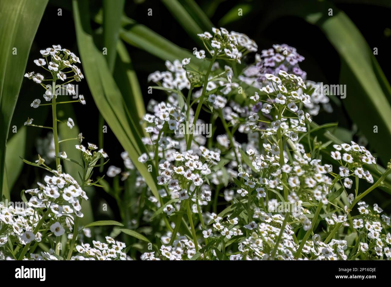 Alyssum white purple small flowers in the garden design Stock Photo - Alamy