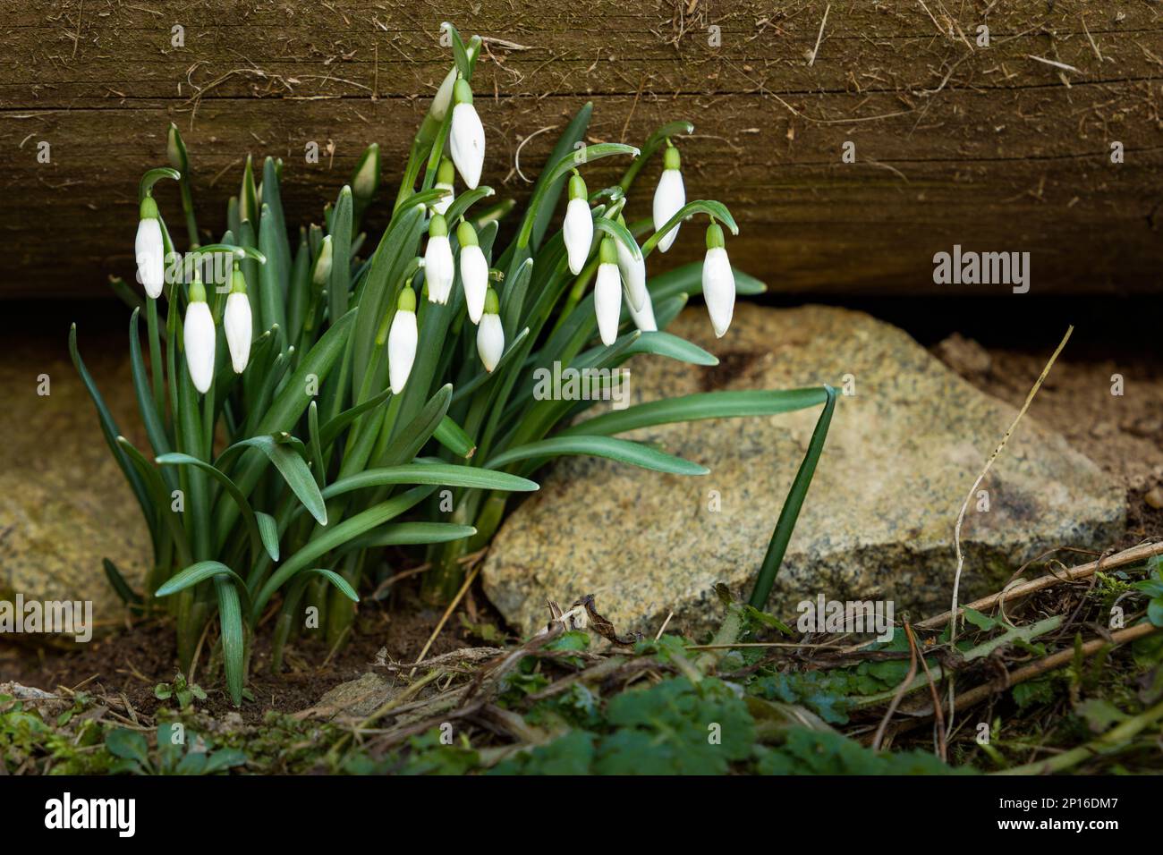 First spring flowers - snowdrops in forest. Stock Photo