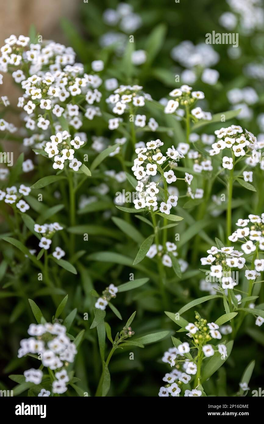 Alyssum white purple small flowers in the garden design Stock Photo - Alamy