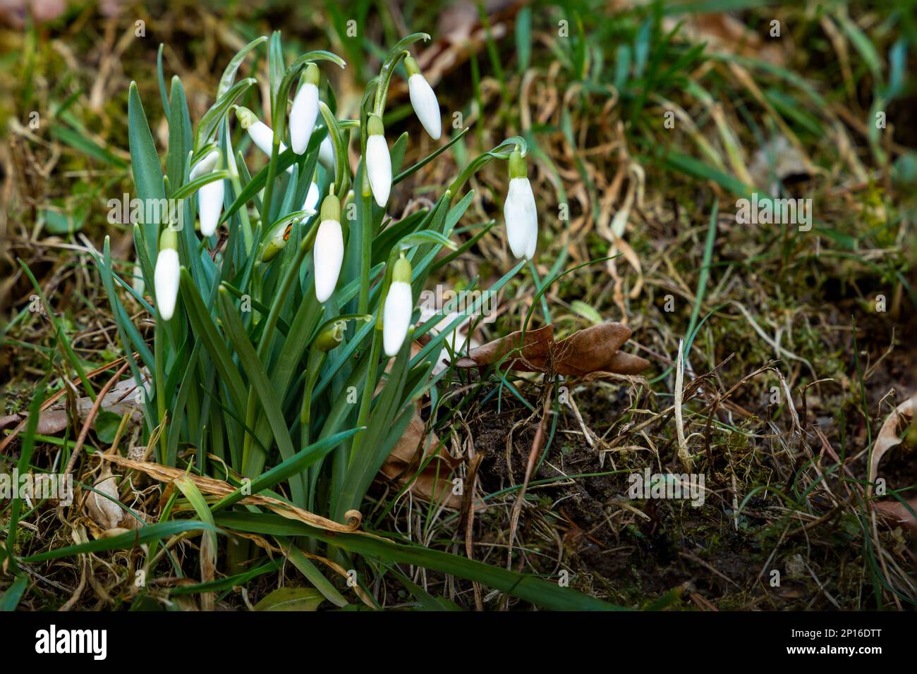 First spring flowers - snowdrops in forest. Stock Photo