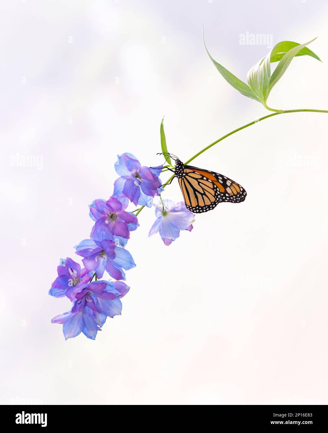 A monarch butterfly (danaus plexippus) resting on a delphinium flower ...