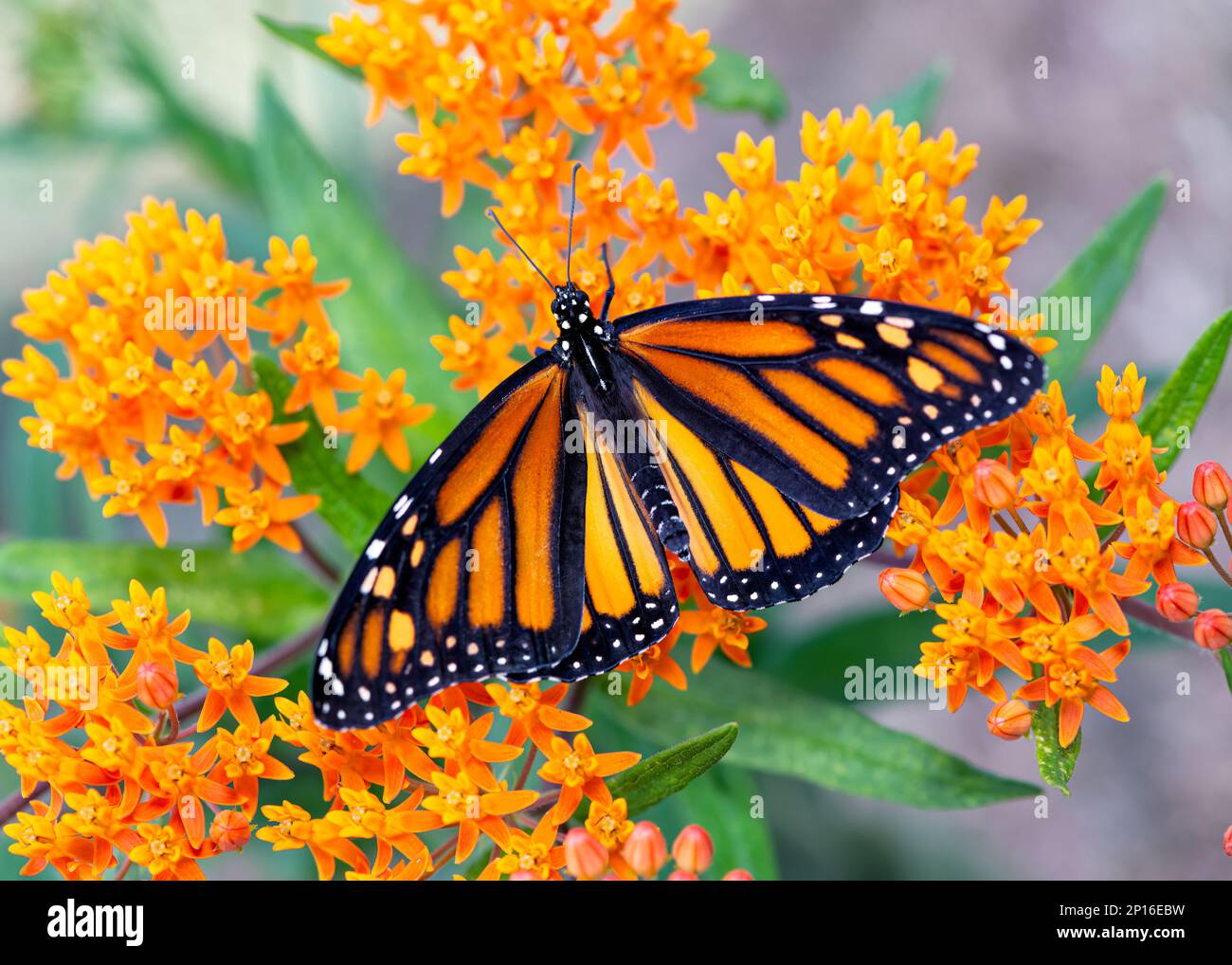 A monarch butterfly (danaus plexippus) feeding on milkweed (asclepias