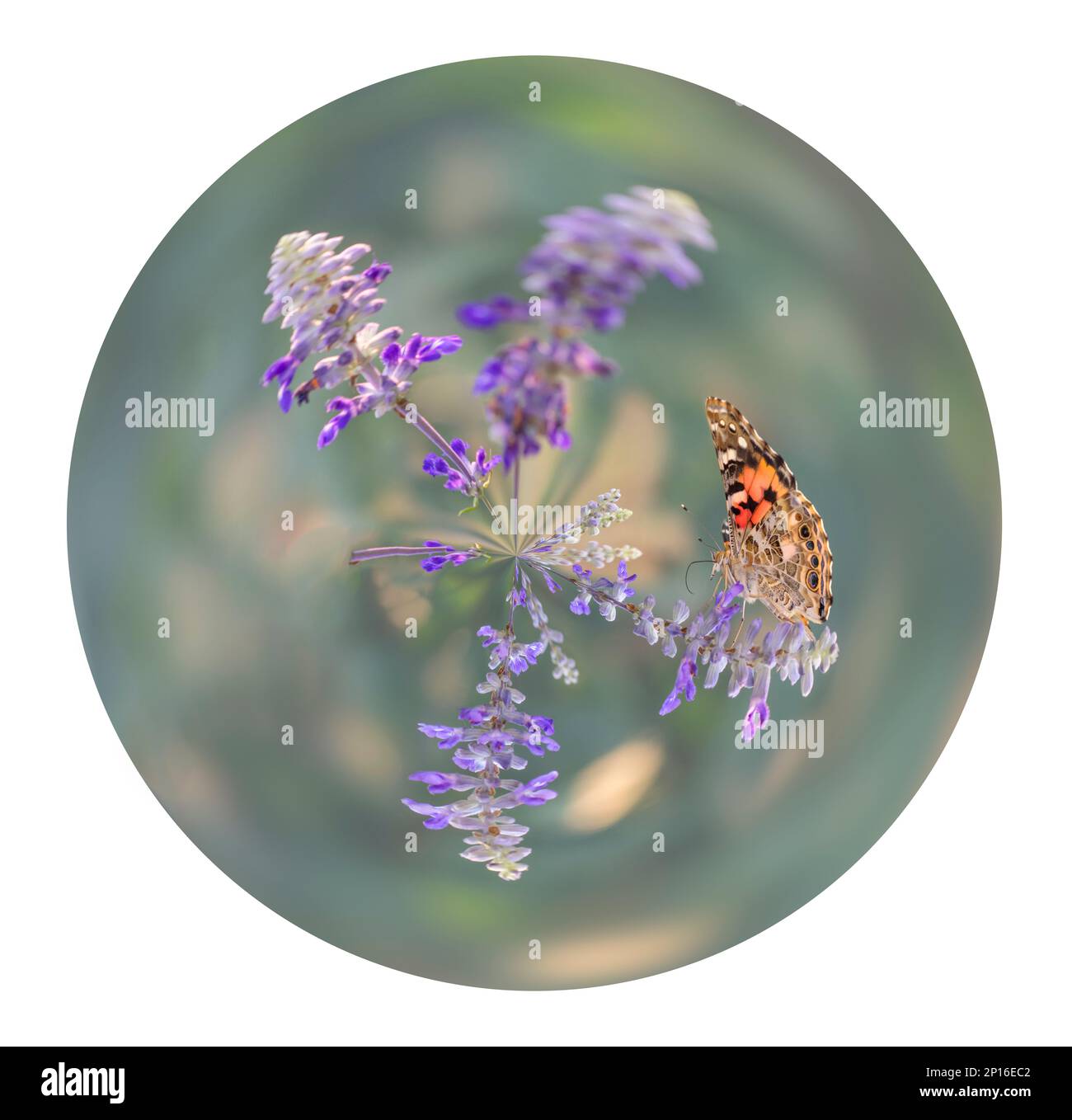 Polar coordinates image of a painted lady butterfly (vanessa cardui) on a white background Stock Photo