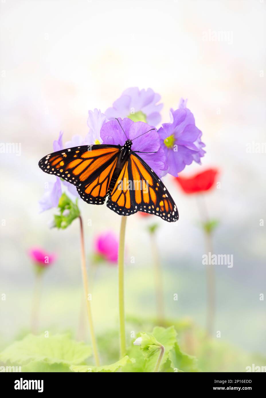 A monarch butterfly (danaus plexippus) feeding on flowers - soft ...