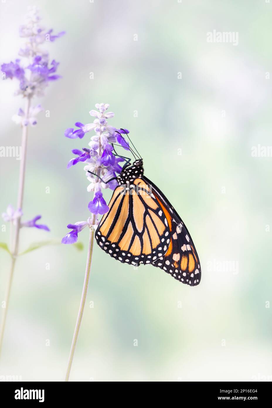 A monarch butterfly (danaus plexippus) feeding on salvia flowers - soft ...