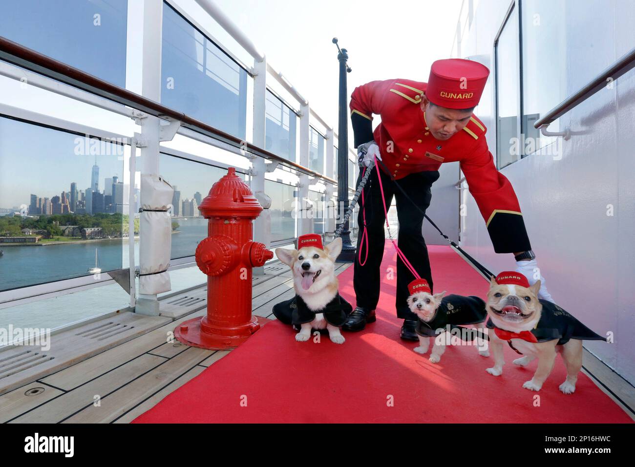 Kennel Master Oliver Cruz tends to celebrity dogs Wally, from left