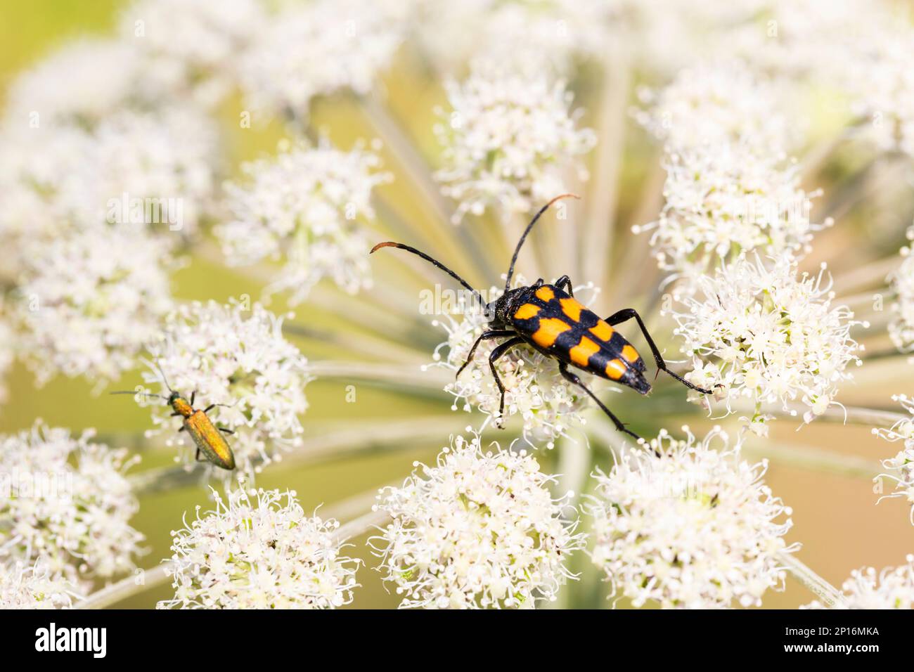 Closeup on a Spotted longhorn beetle, Leptura maculata on the white flower of a Wild carrot, Daucus carota. Stock Photo