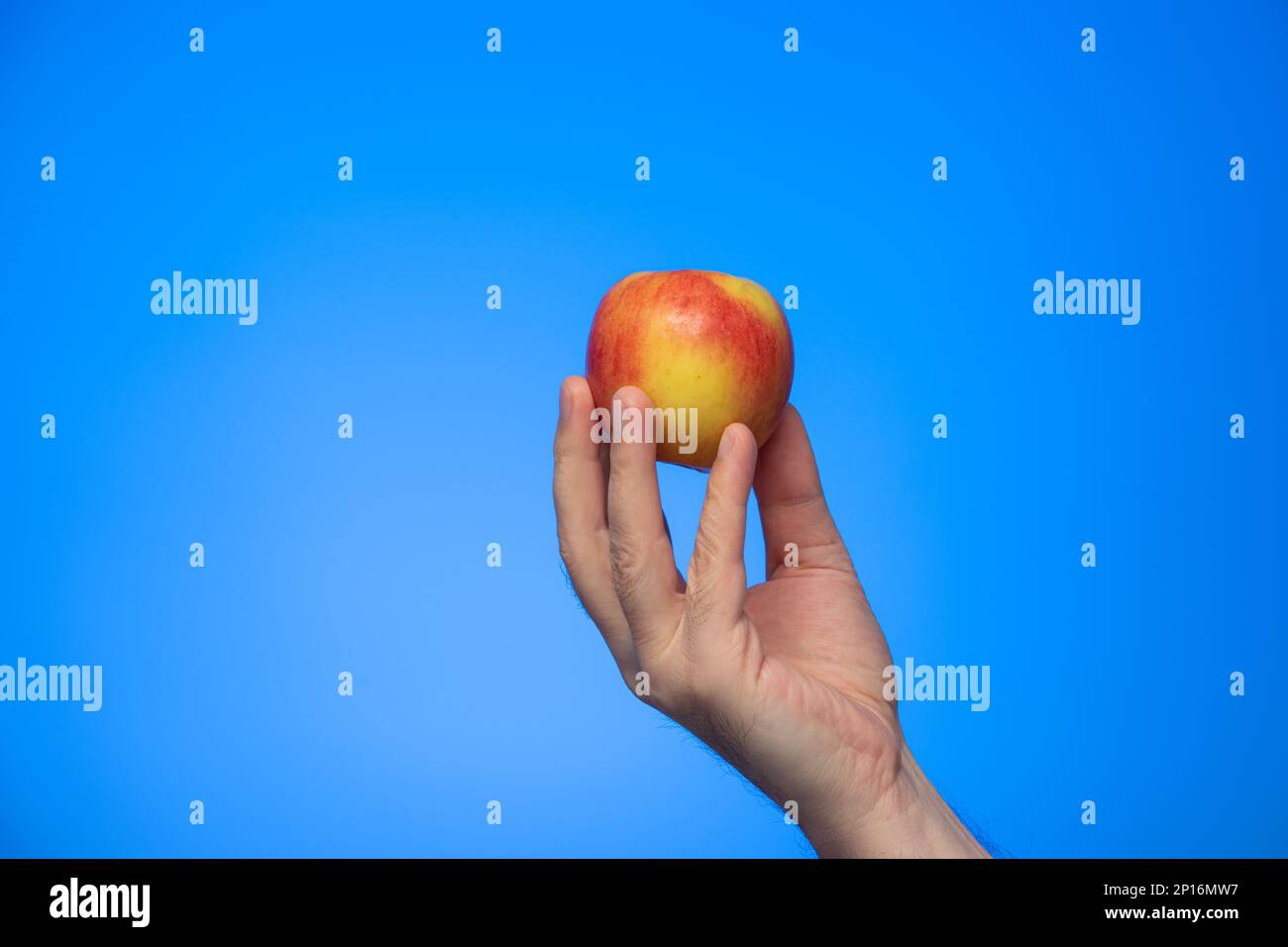 Fresh ripe yellow and red apple held in hand by Caucasian male hand isolated on blue background studio shot Stock Photo