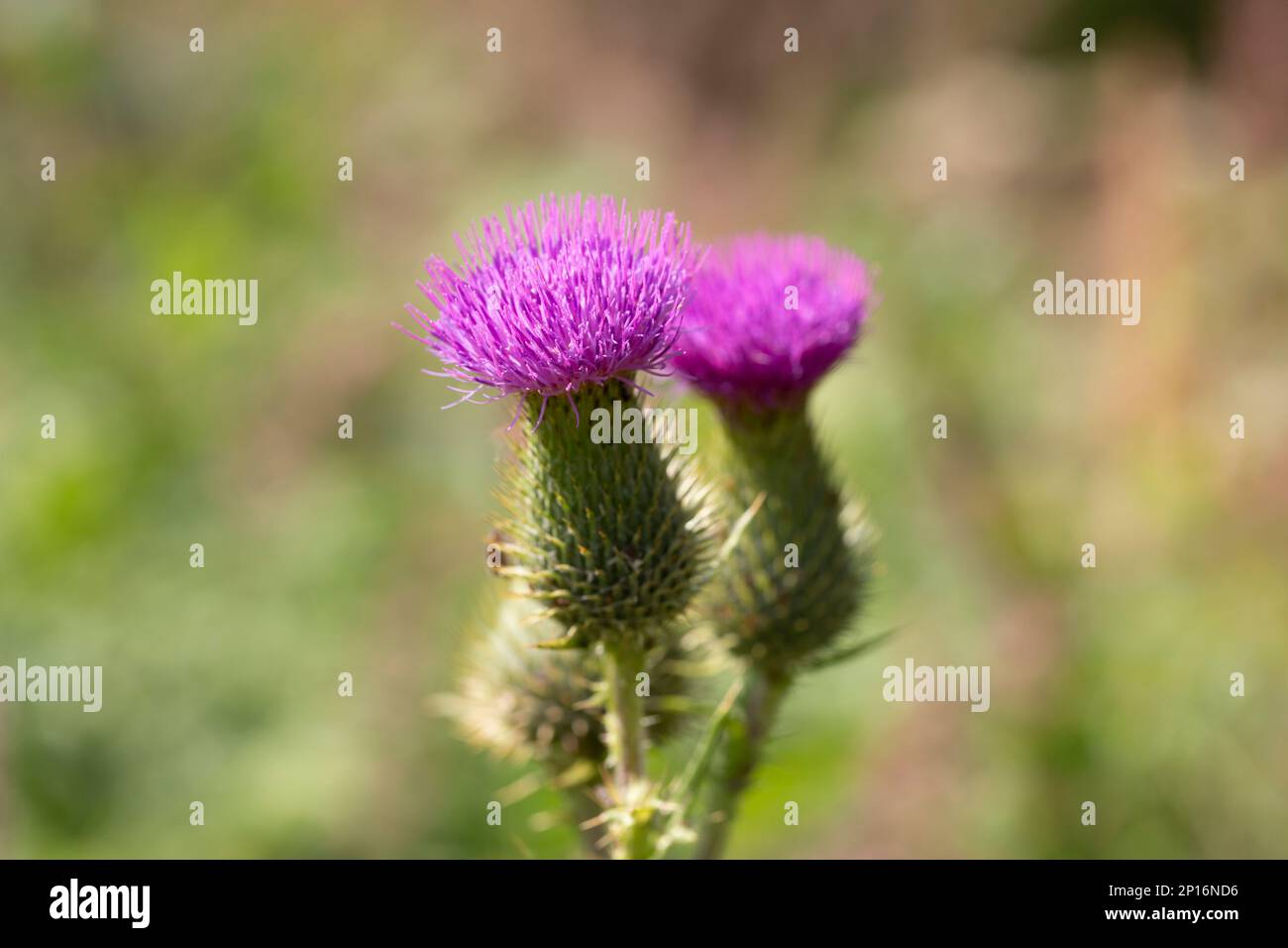 The alpine thistle (Carduus defloratus), even mountain-thistle called, is a plant from the genus of carduus (Carduus) in the family of Compositae (Ast Stock Photo