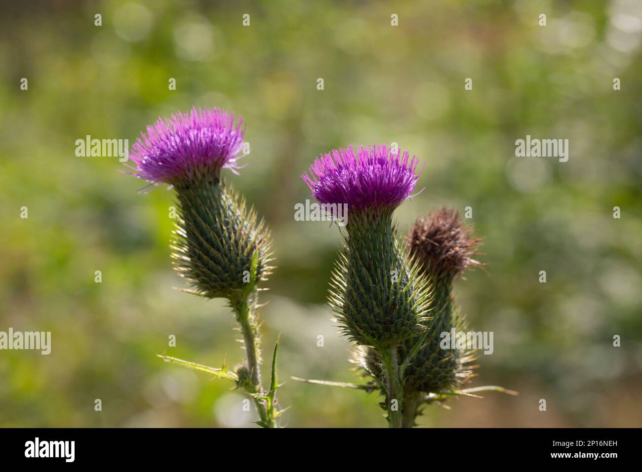 The alpine thistle (Carduus defloratus), even mountain-thistle called, is a plant from the genus of carduus (Carduus) in the family of Compositae (Ast Stock Photo