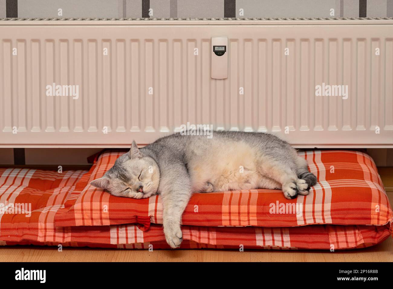 Cute gray british shorthair cat is sleeping on pads in front of a