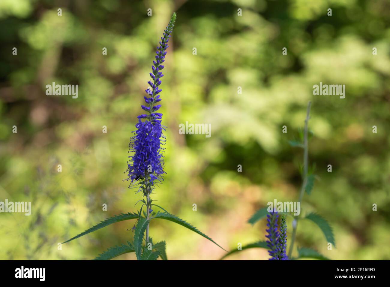 Flowering plant of Veronica Longifolia, known as garden speedwell or longleaf speedwell, in the garden. Stock Photo