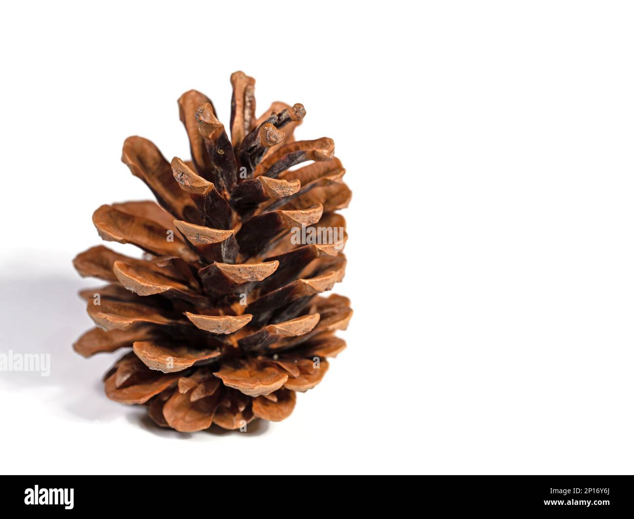 Pine cones against a white background in a close-up Stock Photo