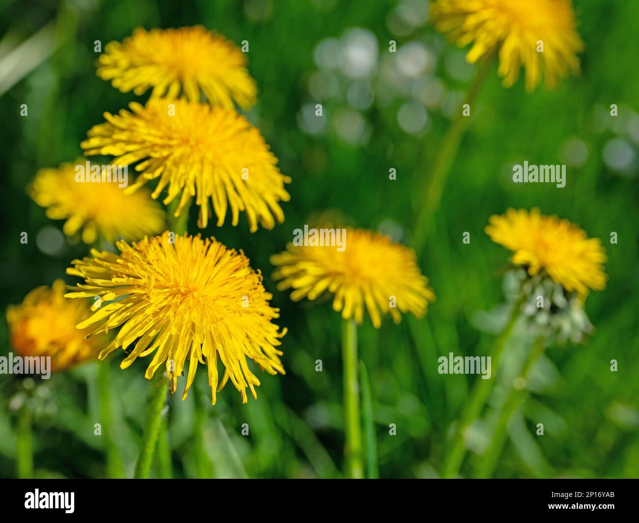 Flowering dandelion,Taraxacum, in spring Stock Photo