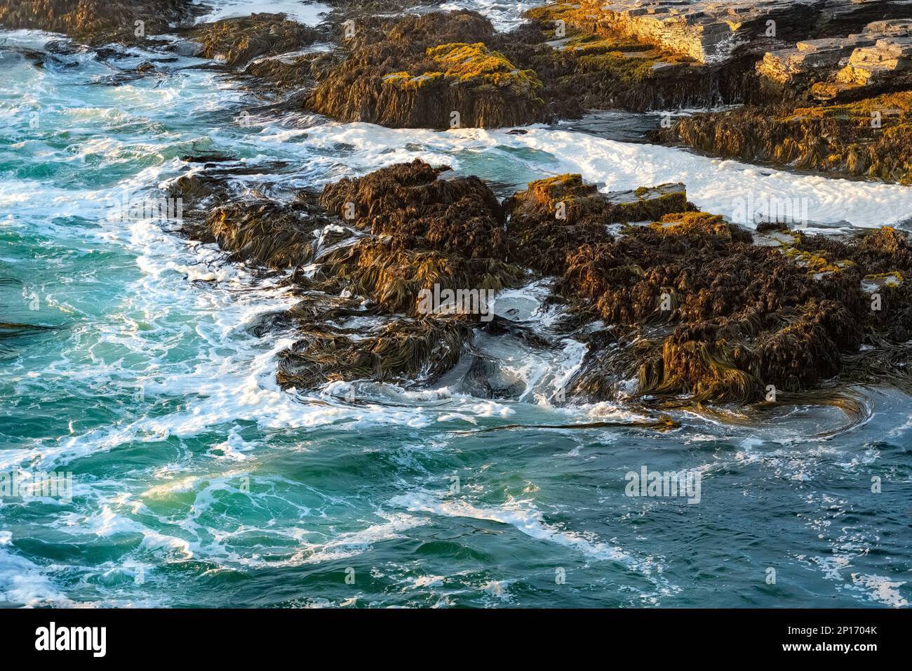 Cochayuyo a typical specie of seaweed found in the coast of Chile. Stock Photo