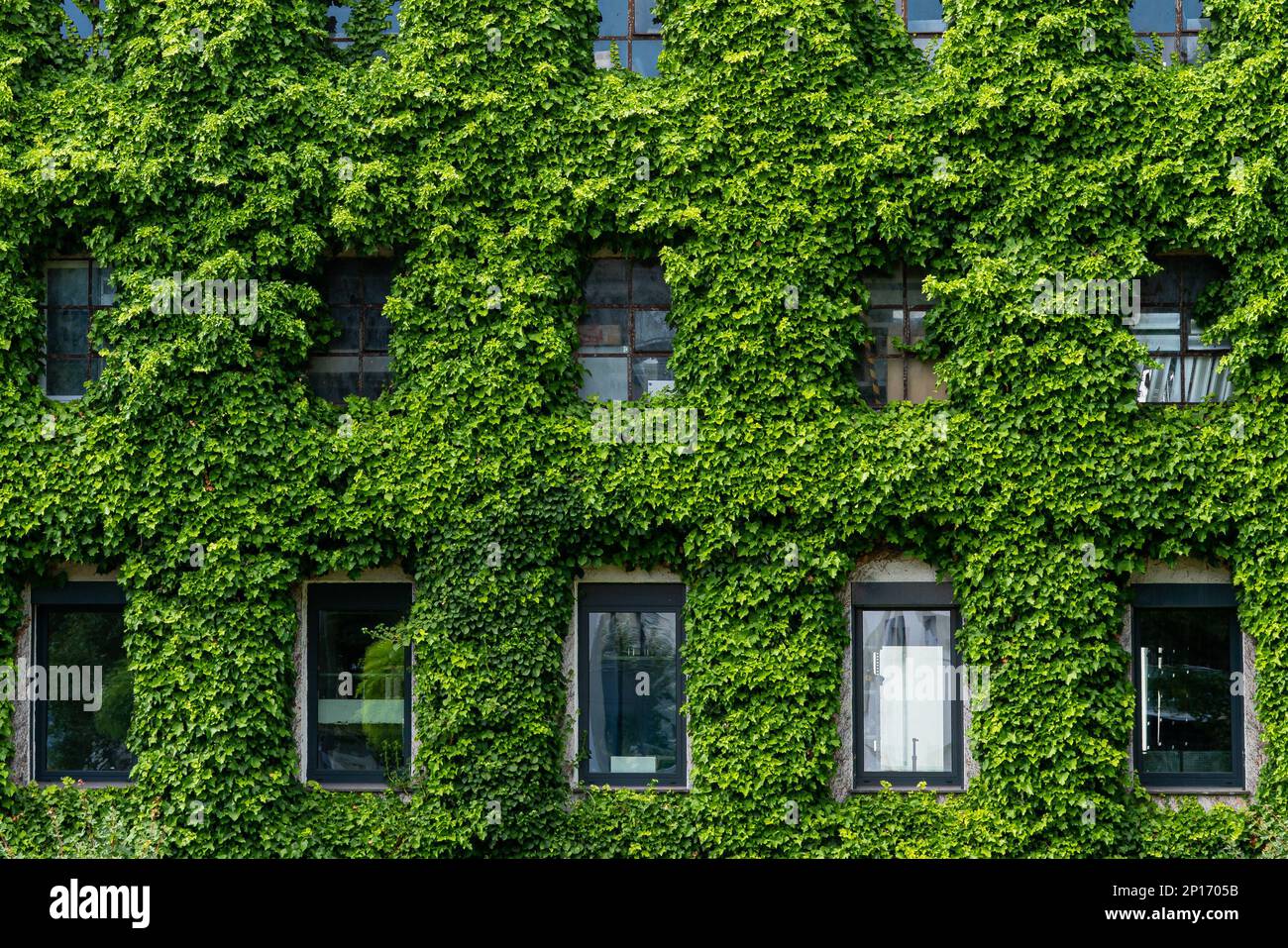 Building with windows completely overgrown with creepers. Front view