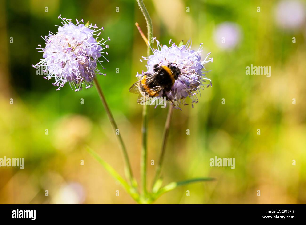 Scabiosa pink flower with bumblebee feeding and blurred plants with flowers in the background with good copy space. Stock Photo