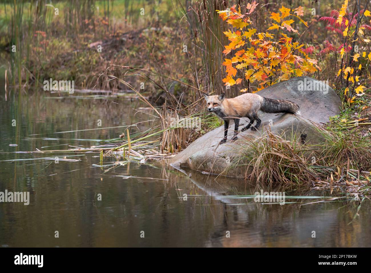Fox Jumping Rocks Red Fox (Vulpes vulpes) Stares Out From Rock Ready to Jump Autumn ...