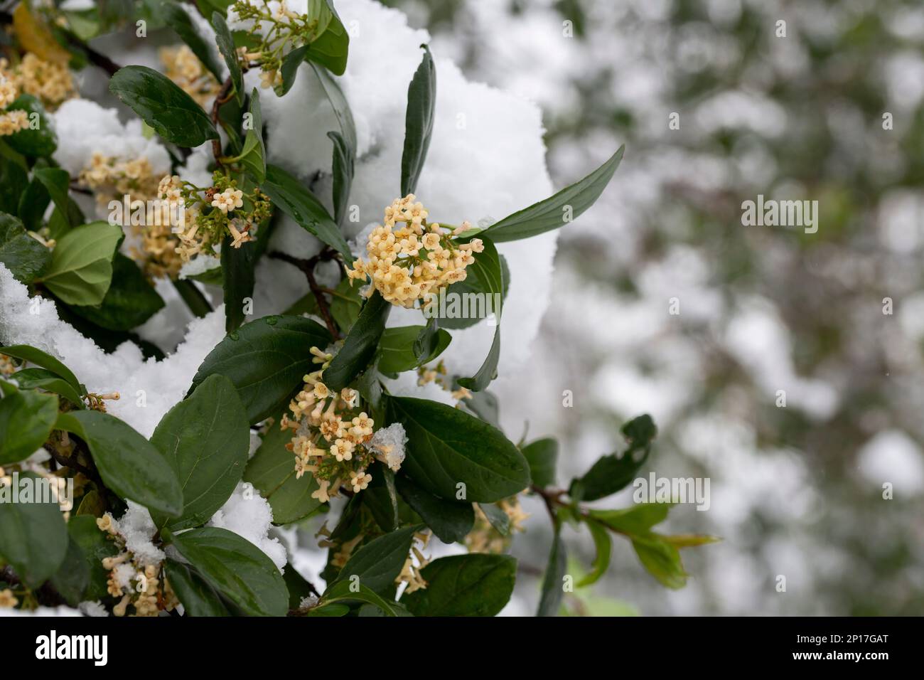 The flowers of the shrub Viburnum tinus 'Gwenllian' flowering in February at the end of winter close up Stock Photo