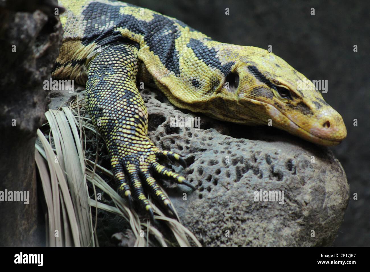 Lizards images hi-res stock photography and images - Alamy