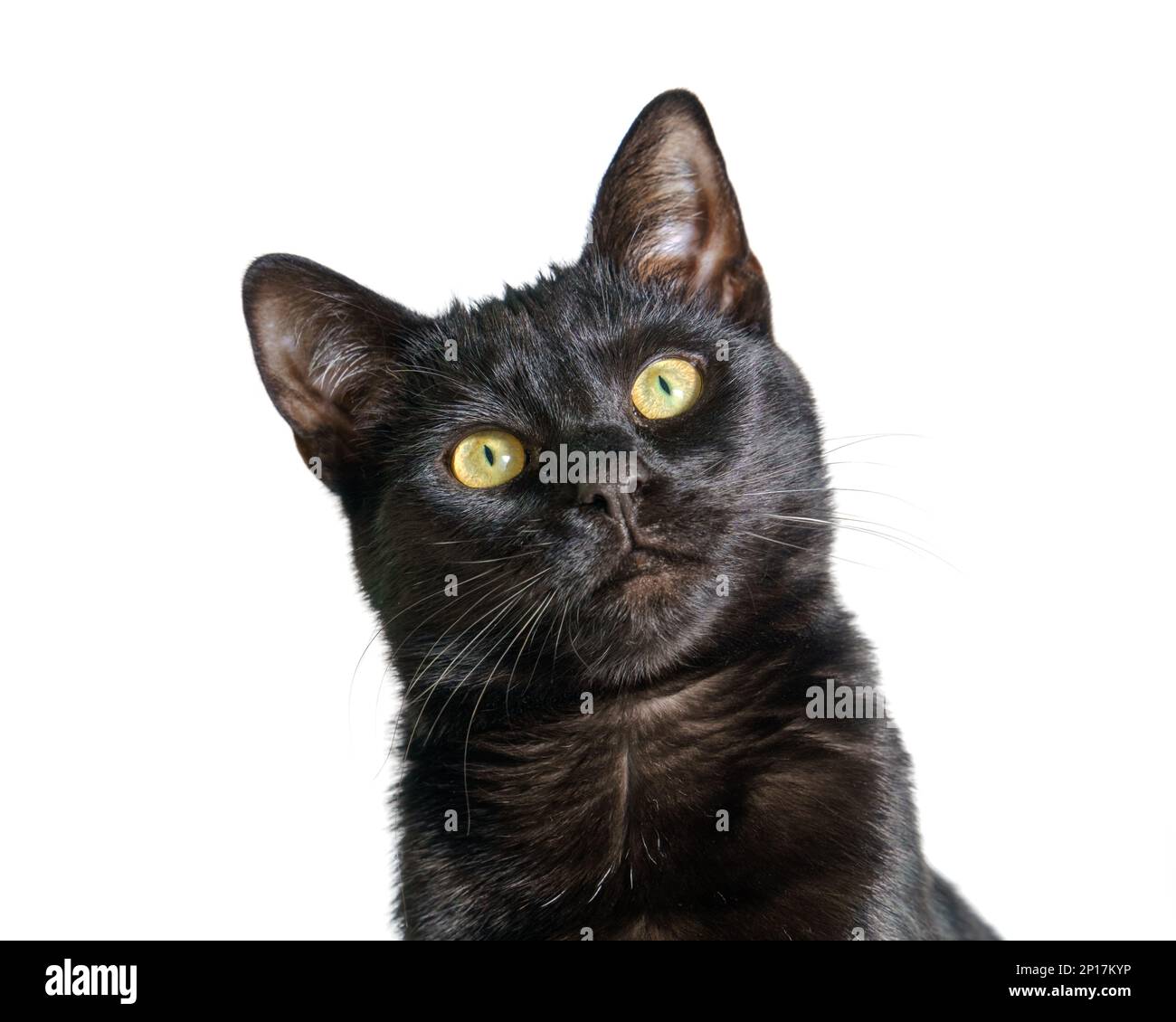 Side view of a sitting black cat, isolated white background Stock Photo ...