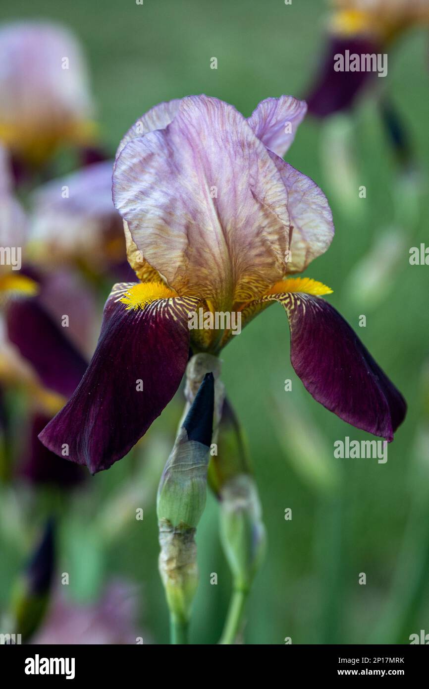 Iris germanica purple flower in the garden design shallow depth of field Stock Photo