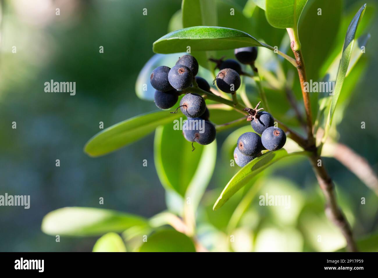 Fruitbearing Rhaphiolepis indica. Evergreen shrub, multistemmed dwarf