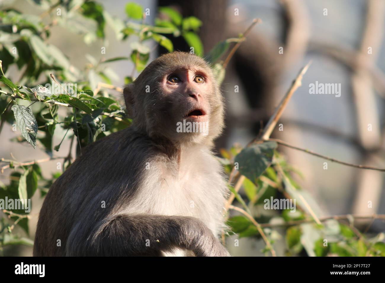 Rhesus Macaque - Old World Monkeys Stock Photo