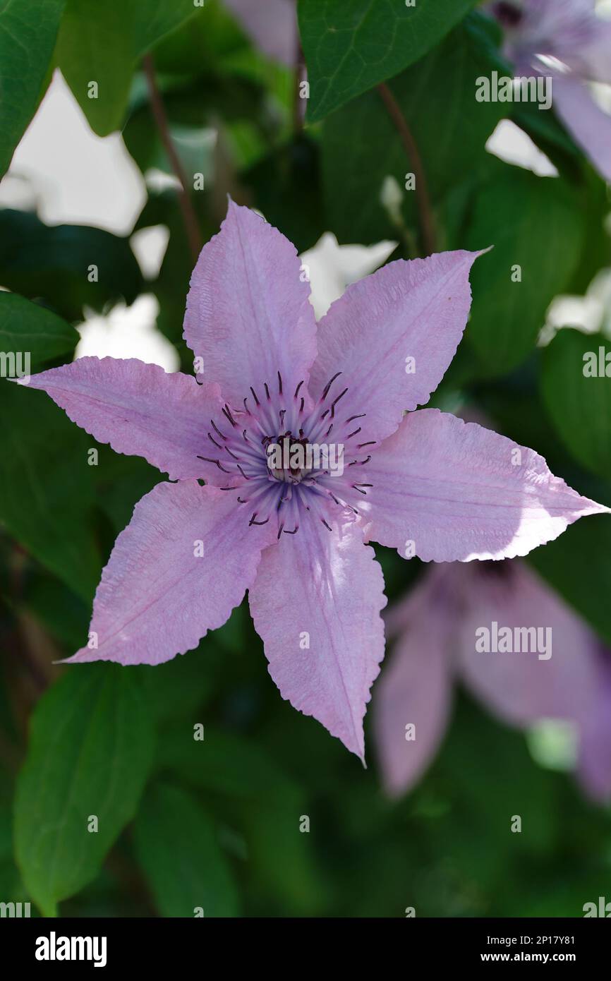 Clematis hagley hybrid pink flower in the garden design Stock Photo Alamy