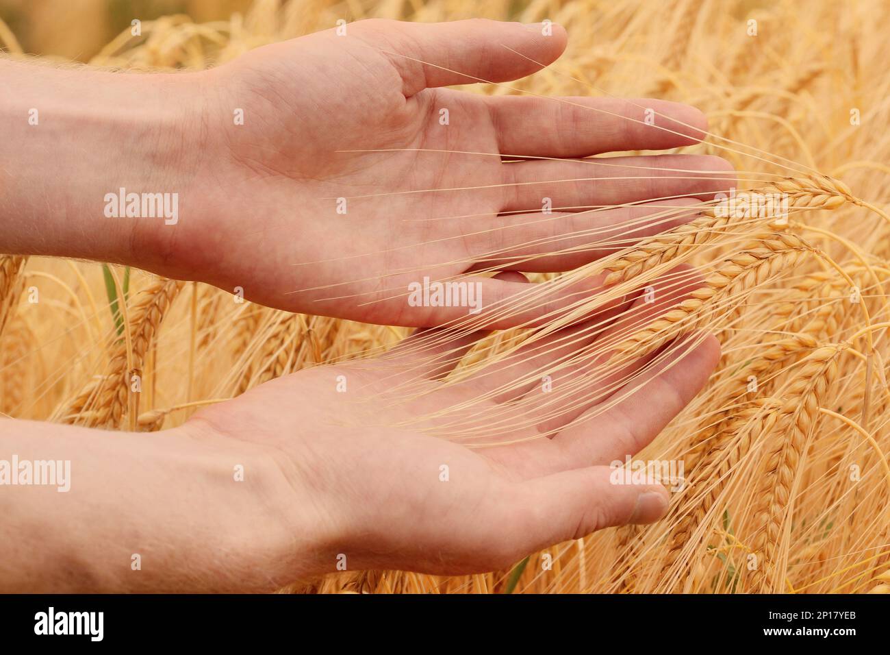 Hands going through ears of barley in a ripe cornfield before harvest Stock Photo